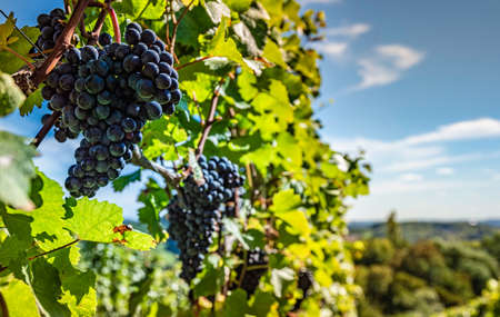 Red Grapes on the Vine at Styrian Vineyard. Harvest season in Autumn, selective focus background