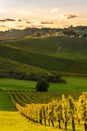 View at sunset from famous south styrian wine street. Ratsch, Austria tourism. Grapevine...