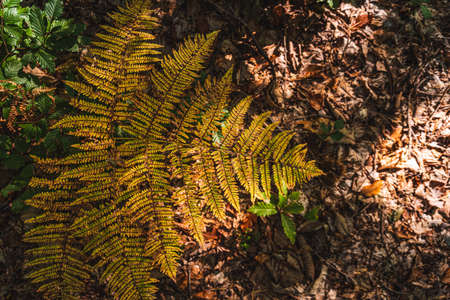 Red autumn fern in the forest in the morning sun, autumn background.の写真素材