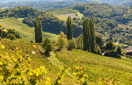 Poplar trees on grapevine field in Styria, Austria. Wine street landscape.