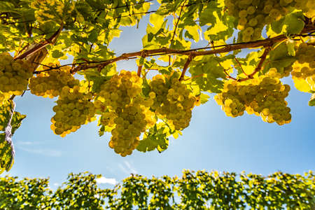 White grapes growing on vine in bright sunshine light. Vineyard backgroundの写真素材
