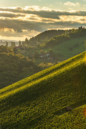 Styrian Tuscany Vineyard in autumn near South Styria, Rabenland. Tourist spot for wine lovers.の写真素材