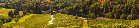 Panorama of heart shaped road in Slovenia near border with Austria. Panorama of grapevine fields.