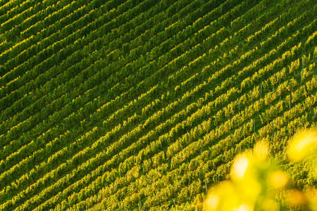 Rows Of Vineyard Grape Vines. Autumn Landscape. Austria south Styria . Abstract Backgroundの写真素材