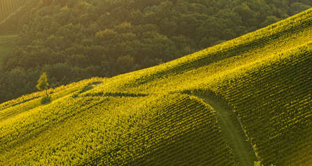 Rows Of Vineyard Grape Vines. Autumn Landscape. Austria south Styria . Abstract Backgroundの写真素材