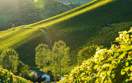 Rows Of Vineyard Grape Vines. Autumn Landscape. Austria south Styria . Abstract Backgroundの写真素材
