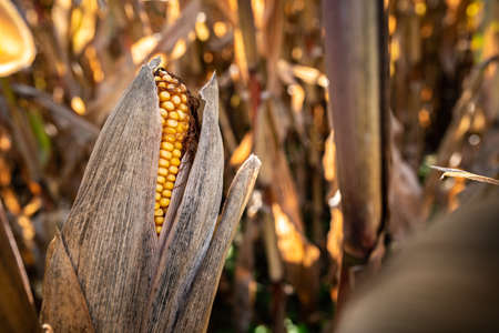 Yellow corn in agricultural field against autumn sun. Selective focus. Maize plant.