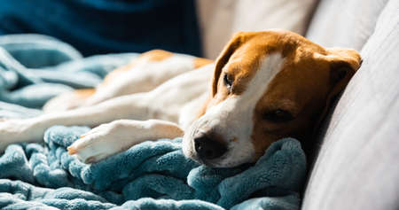 Beagle dog tired sleeps on a cozy sofa in bright room. Canine theme