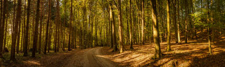 Forest panorama on sunny summer day. Path through the forest