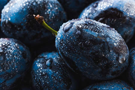 Wet Ripe Plums covered with water drops, closeupの写真素材