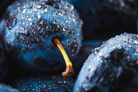 Wet Ripe Plums covered with water drops, closeupの写真素材