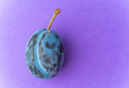 Close up of one plum fruit with copy spaceの写真素材