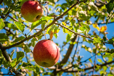 Red apples growing in autumn on a branch with green leaves.の写真素材