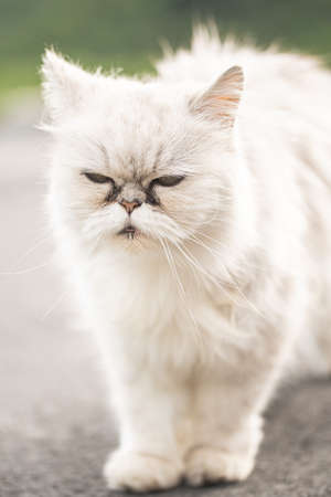 White persian cat with black Tear Stains under eyes. Cat portrait in nature. Cat eye care conceptの写真素材