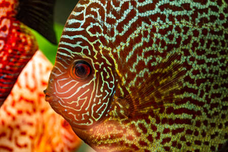 Colorful fish from the spieces Symphysodon discus in aquarium. Aquaristic theme.