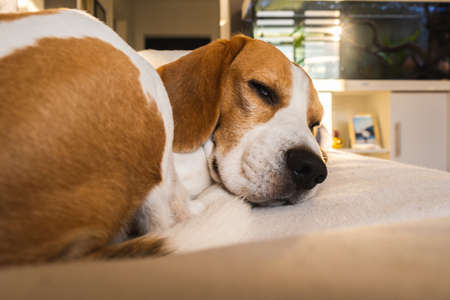 A beagle dog sleeping on couch in bright interior.の写真素材
