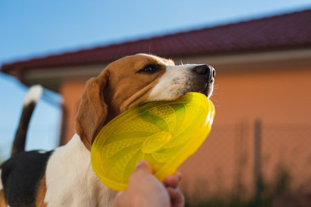 Tug of war with beagle dog in backyard.