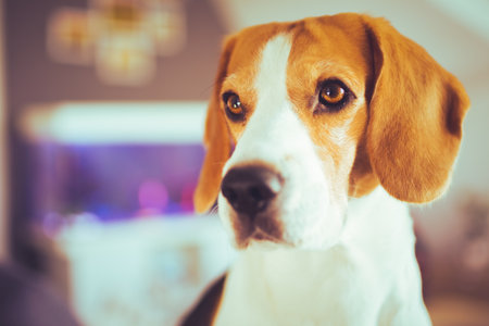 Dog closeup portrait on sunny spring day indoors. Beagle dog background.の写真素材