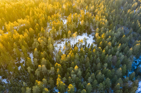 Winter view of forest in sunset sun, ground covered with snow.
