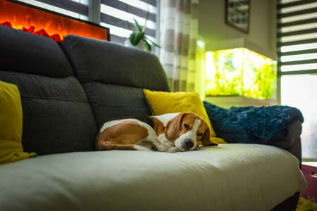Beagle dog curled up sleeps on a cozy sofa in livingroom curled. Adorable canine backgroundの写真素材