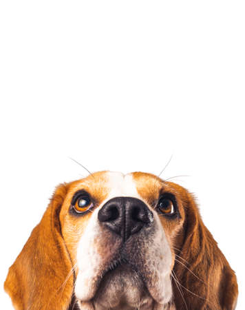 Beagle dog portrait isolated on white background. Studio shootの写真素材