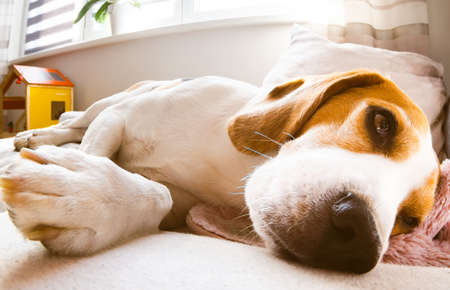 Beagle dog lying down on a cozy sofa in sunny livingroom. Adorable canine backgroundの写真素材
