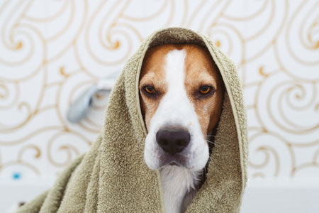 Beagle Dog with towel Sitting in Bathtub Waiting to be Driedの写真素材