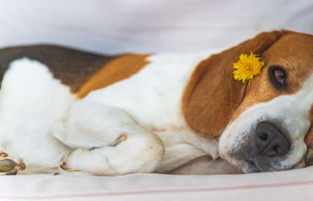 Beagle dog lying down on a cozy sofa in sunny livingroom. Adorable canine backgroundの写真素材