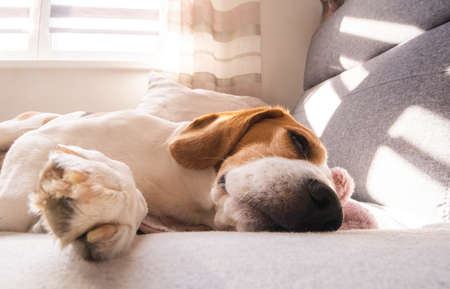 Beagle dog lying down on a cozy sofa in sunny livingroom. Adorable canine backgroundの写真素材