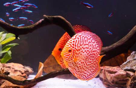 Fish from the spieces Symphysodon discus in fishtank. Freshwater aquaria concept