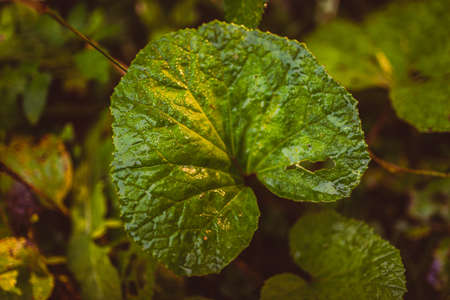 Green leaf and droplets in morning sun in forest. Plant background