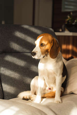 Dog resting on a sofa beagle dog sits indoors backgroundの写真素材