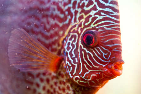 Discus Symphysodon, freshwater fish native to the Amazon River, in fishtank. Closeup of details.の写真素材