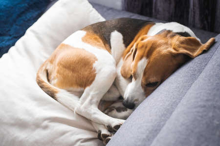 Beagle dog tired sleeps on a couch