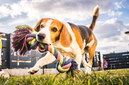 Dog run, beagle jumping fun in the garden summer sun with a toy fetchingの写真素材