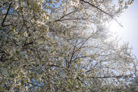 Branch of a blossoming tree with beautiful white flowers