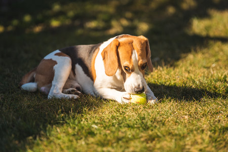 Beagle in green grass bite a ballの写真素材