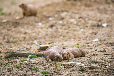 Two baby prairie dogs looking out of their burrowの写真素材