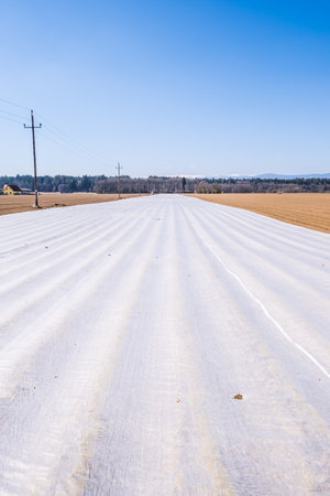 Furrows row pattern in a plowed field prepared for planting crops in spring.