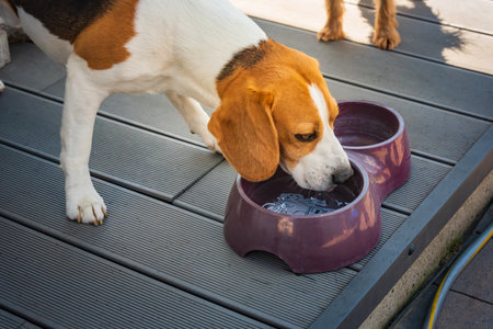 Beagle dog drinking water to cool off in shade on grass hiding from summer sun . Summer background.の写真素材
