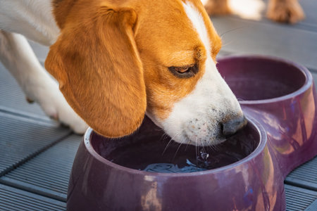 Beagle dog drinking water to cool off in shade on grass hiding from summer sun . Summer background.の写真素材