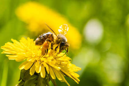 Honey bee covered with yellow pollen collecting nectar from dandelion flower.の写真素材