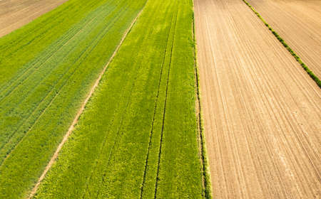 Green field in rural area. Landscape of agricultural cereal fields.の写真素材