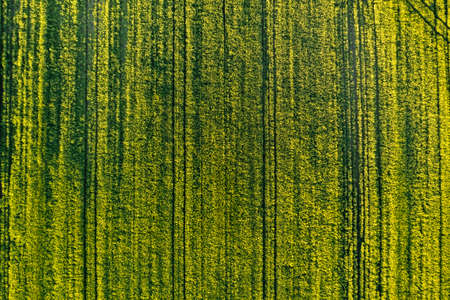Green field in rural area. Landscape of agricultural cereal fields.の写真素材