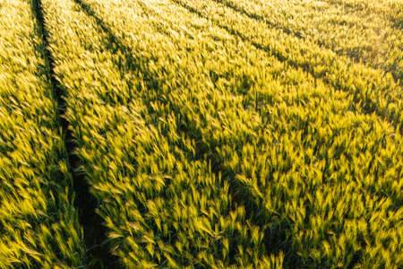 Green field in rural area. Landscape of agricultural cereal fields.の写真素材