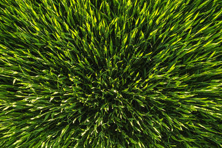 Green field in rural area. Landscape of agricultural cereal fields.の写真素材