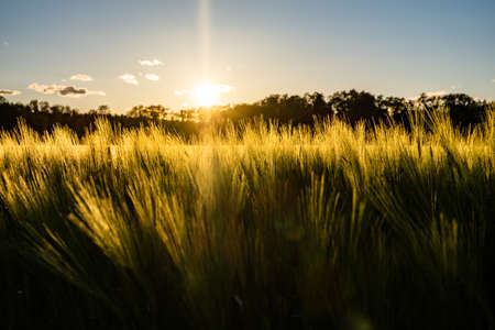 Green field in rural area. Landscape of agricultural cereal fields.の写真素材