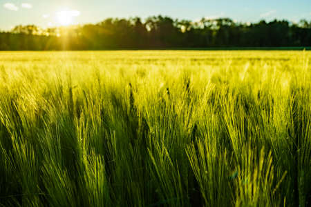 Green field in rural area. Landscape of agricultural cereal fields.の写真素材
