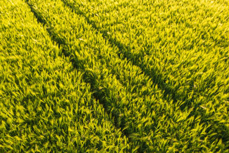 Aerial view at Green fresh young wheat close up. Young green grass in spring.の写真素材