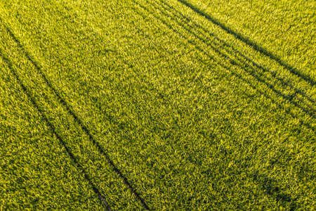 Aerial view at Green fresh young wheat close up. Young green grass in spring.の写真素材
